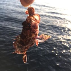 ガシラとベラがぽつぽつ釣れました@小島漁協・城ヶ崎